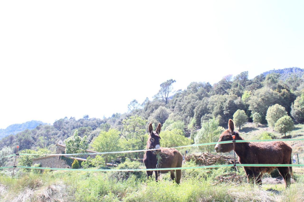 Bed And Breakfast Casanova De Sant Miquel Aiguafreda 外观 照片